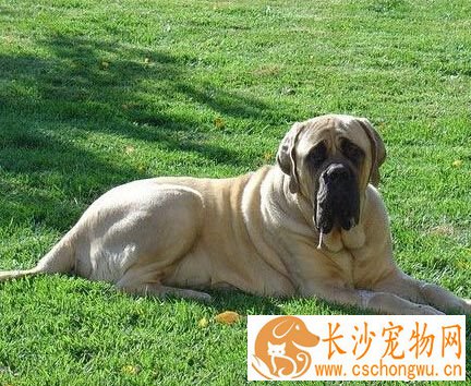 斗牛马士提夫犬的性格 对陌生人不冷不热