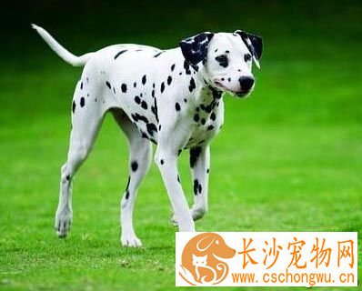 大麦町犬的性格 特别喜欢运动嬉戏