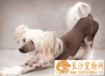 冠毛犬的性格 活泼开朗适合城市饲养