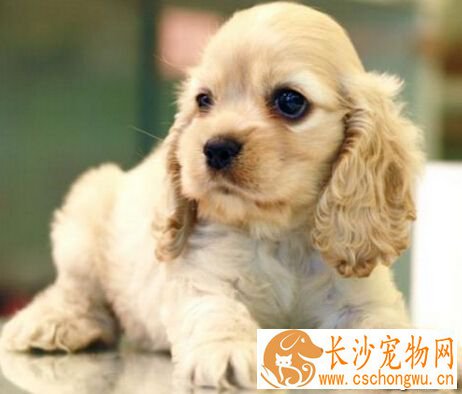可卡的性格 性格温顺听话