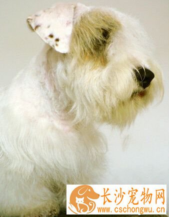 西里汉梗的性格 富有感情讨人喜欢