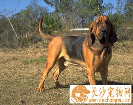 寻血猎犬的性格 平时相处安静而顺从