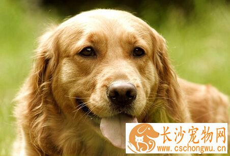  金毛犬性格 金毛性格是温顺且忠诚度很高