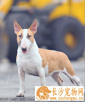 牛头梗打架 对人来说性格还是比较温顺