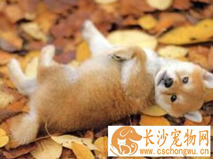 秋田犬性格 其性质沉着温顺感觉锐敏
