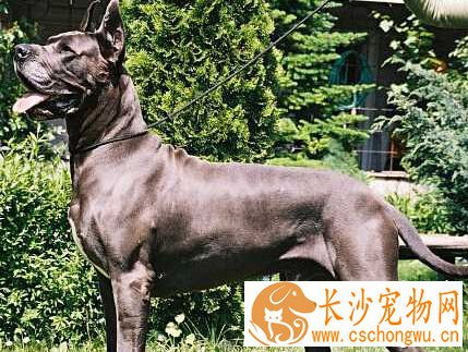大丹犬性格 有很强忍耐力的狗狗