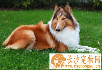 苏格兰牧羊犬性格 极有智慧且性格优良