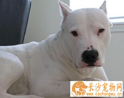 杜高犬性格 对于主人不但谦逊还很友好