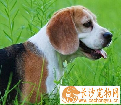 比格犬性格 比格犬天性活泼而且不怕生