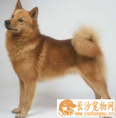 芬兰猎犬的性格 该犬易于和孩子相处