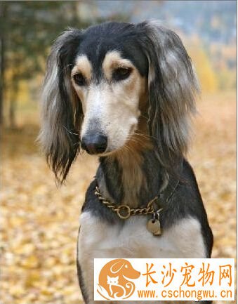 萨路基的性格 温和乖巧对主人非常忠诚