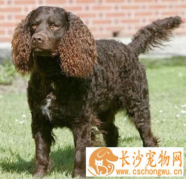 美国水猎犬的性格 友好温顺而且平易近人