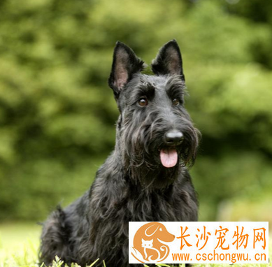 苏格兰梗哪里卖 该犬性格比较活跃