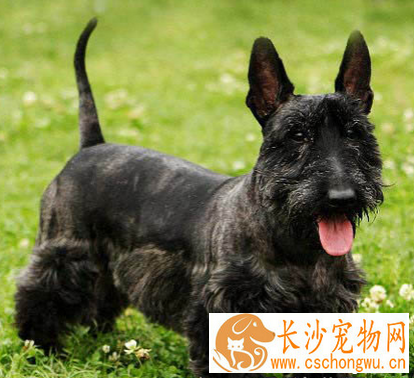 苏格兰梗的性格 该犬活跃而自信