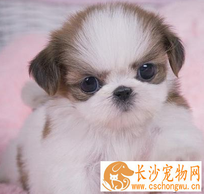 西施犬的性格 该犬与人比较亲近