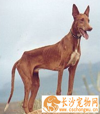 法老王猎犬黏人程度 该犬性格比较独立