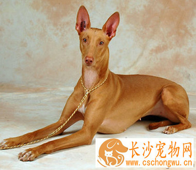 法老王猎犬的性格 该犬警惕而活跃