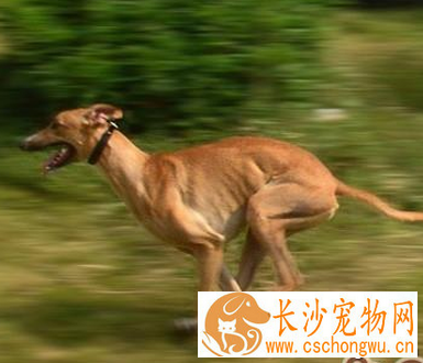 灵缇犬的性格 该犬非常的乖巧聪明