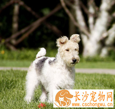 刚毛猎狐梗的性格 该犬对主人十分友好