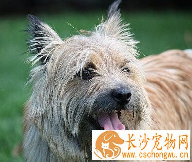 罗威士梗的性格 机灵活泼性情还温和