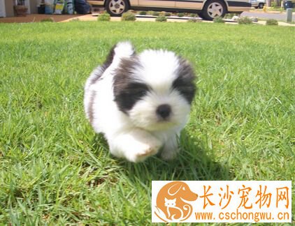  拉萨犬的性格 对主人听话对陌生人警戒心强