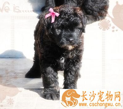 法兰德斯畜牧犬的性格 性格非常温顺