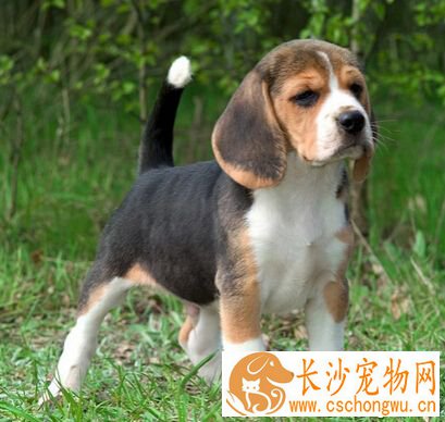 什么狗狗好训练 性格决定能否好训练