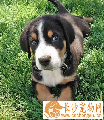 大瑞士山地犬的性格 反应快捷的工作犬
