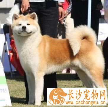 柴犬的特点 对主人忠心性格温顺可人