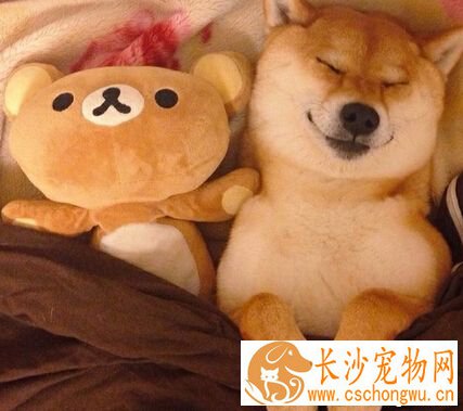 柴犬的性格 性格顺从沉稳个性独立