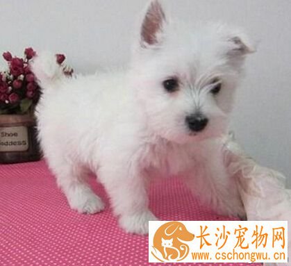 西高地白梗性格 该犬有很强的活动能力