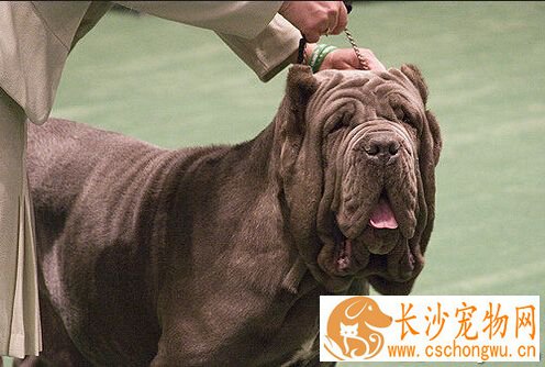 马士提夫犬的性格 具有强烈的攻击性