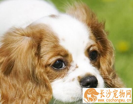 查理士王小猎犬的性格 面部有绅士风度的表情