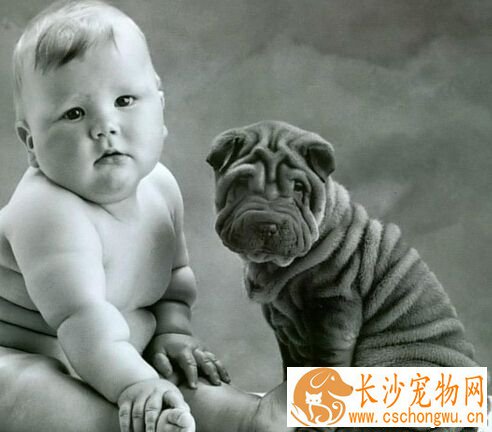 沙皮狗好吗 性格十分开朗活泼的