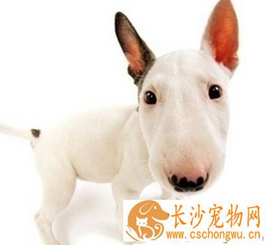 如何挑选牛头梗 最好选择性格外向的