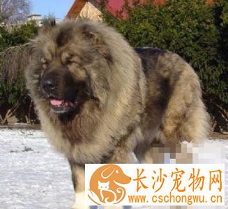 高加索犬性格怎么样 是很好的守门犬