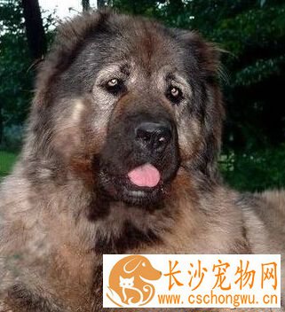 高加索犬的性格 现在的会更稳定温顺