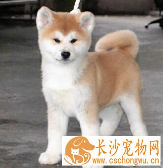 秋田犬怎么样 性格沉着温顺感觉锐敏