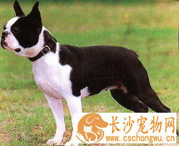 波士顿梗的性格 是优秀的玩赏犬和伴侣犬