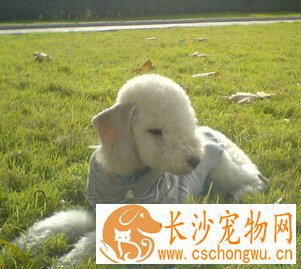 贝灵顿梗的性格 一种文雅的和温柔的狗