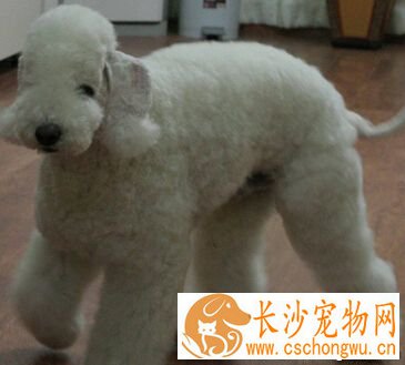 贝灵顿梗的价格 性格与美丽的外表极不相似