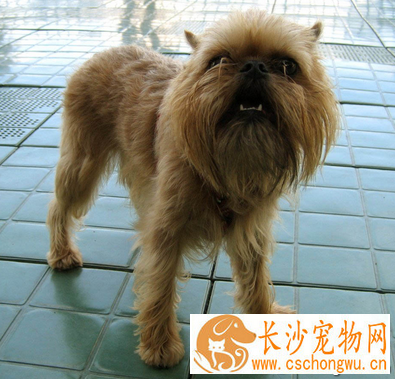 布鲁塞尔粗毛猎犬的性格 是敏感的“小顽童”