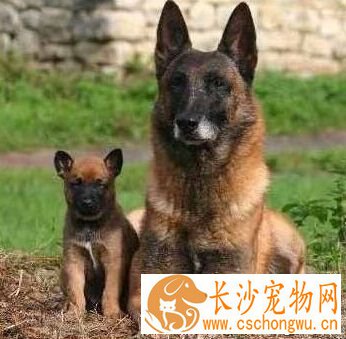  比利时玛利诺犬的性格 占有欲领地意识非常强
