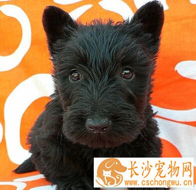 苏格兰梗性格 对人友爱而温和