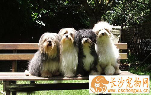 罗秦犬的性格  是可爱的伴侣犬