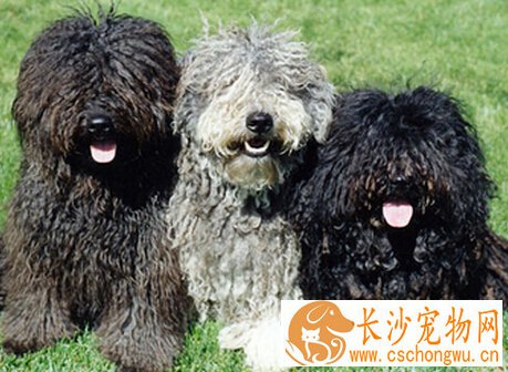  波利犬的性格 是个非常优秀的伴侣犬