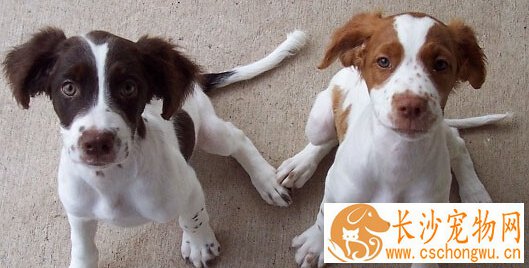 不列塔尼猎犬的性格 很适合当成家庭犬饲养