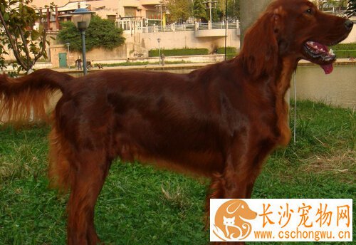爱尔兰雪达犬的特点 性格坚韧、倔强