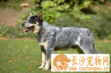 澳洲牧牛犬的性格 忠诚心和防卫本能很强