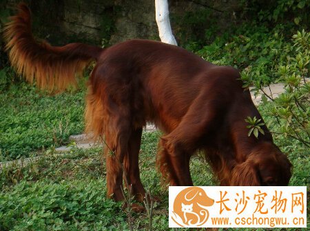  爱尔兰雪达犬的性格 性格温和拥有迷人的外表